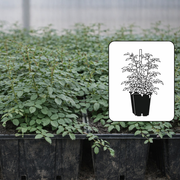 Trandafir botanic